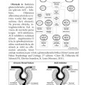 uro4